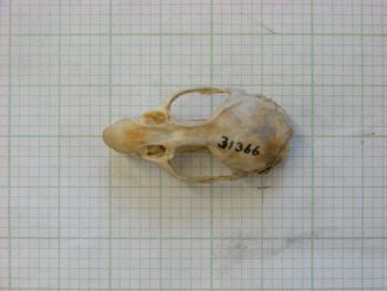Media type: image;   Mammalogy 31366